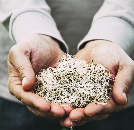 Alfa Sprouts in Man's Hands